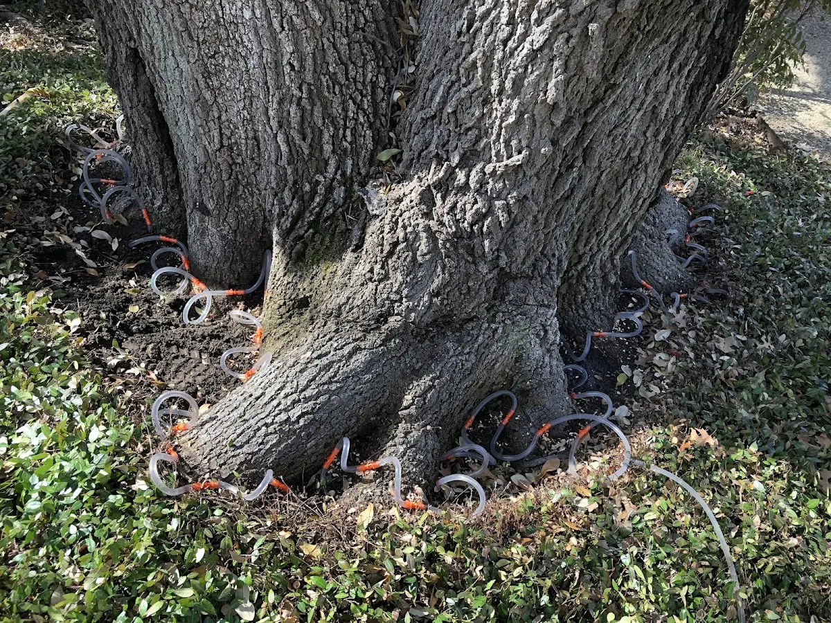 Detailed Tree Cabling and Bracing job site in Novato