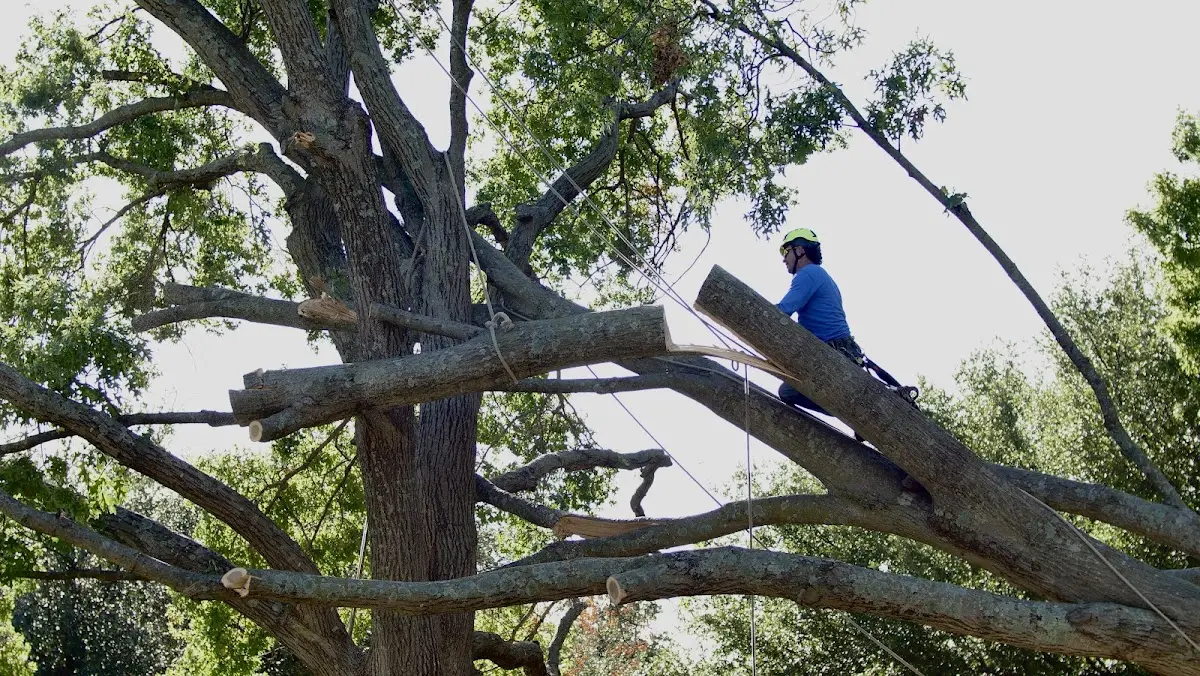 Professional Crown Thinning performed by certified arborists in Novato